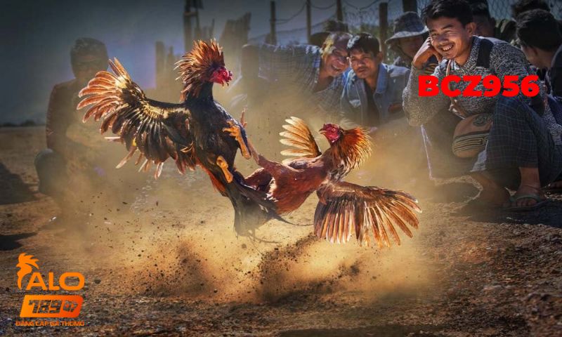 Sfv388 10